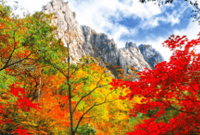 기차여행 단풍특선 추천