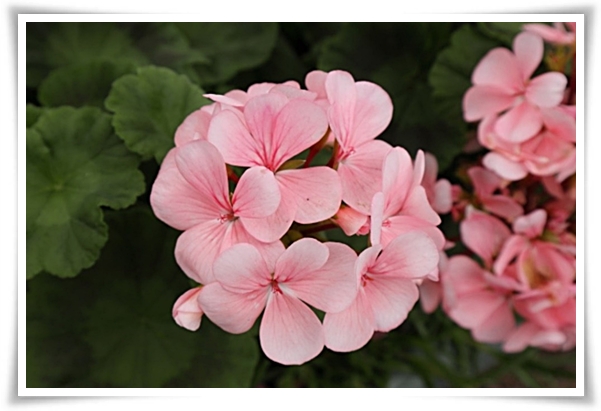 "제라늄 키우기" 365일 꽃을 피우며 향기와 아름다움과 공기 정화까지!