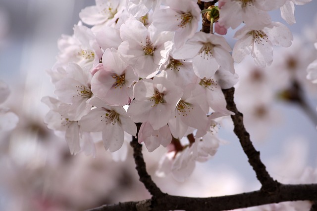 2025 전국 매화꽃 개화시기 및 축제일정 주차안내