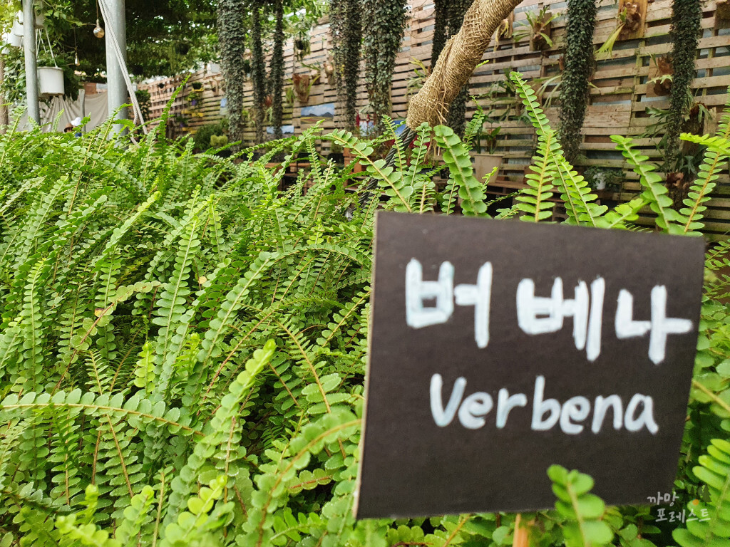 표선 보롬왓 버베나