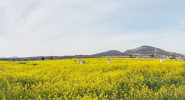 제주도 유채꽃 명소 - 황금빛으로 물든 봄날의 제주