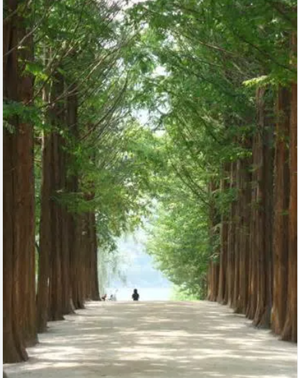 남이섬 관련 사진