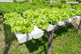 농민수당 자격 확인