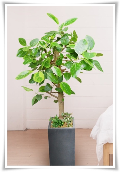 "고무나무 키우기" 실내 정원에 매력을 더하는 초록 친구!