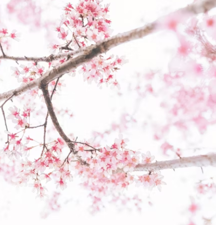 일본 벚꽃 여행 추천지