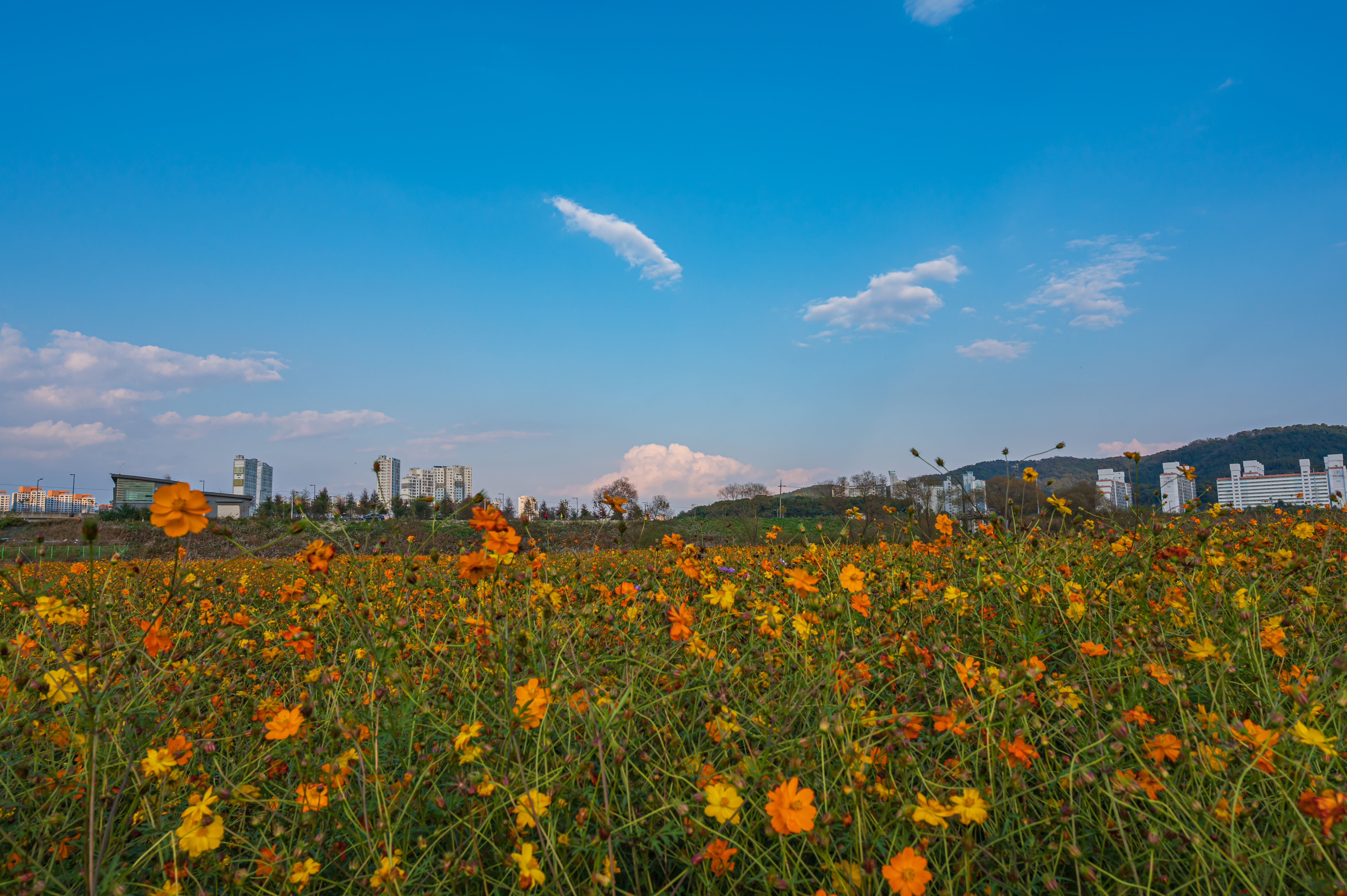 코스모스 만개 '세종 숲뜰근린공원'
