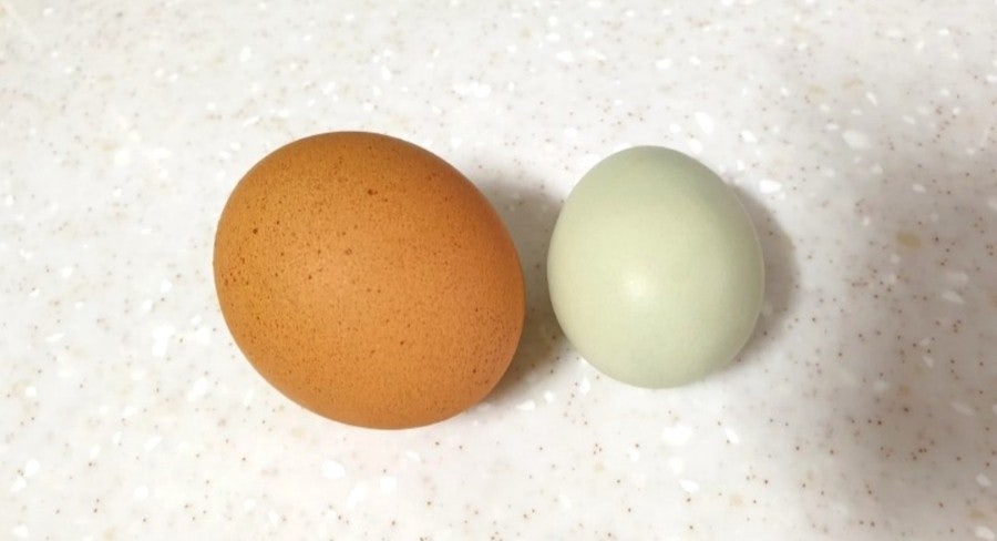 초란과 일반계란의 차이, 제대로 알고 드시나요? 관련 사진