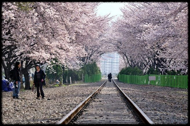 2025 진해 벚꽃 명소 BEST 7 - 인생샷 각도까지 알려드려요.