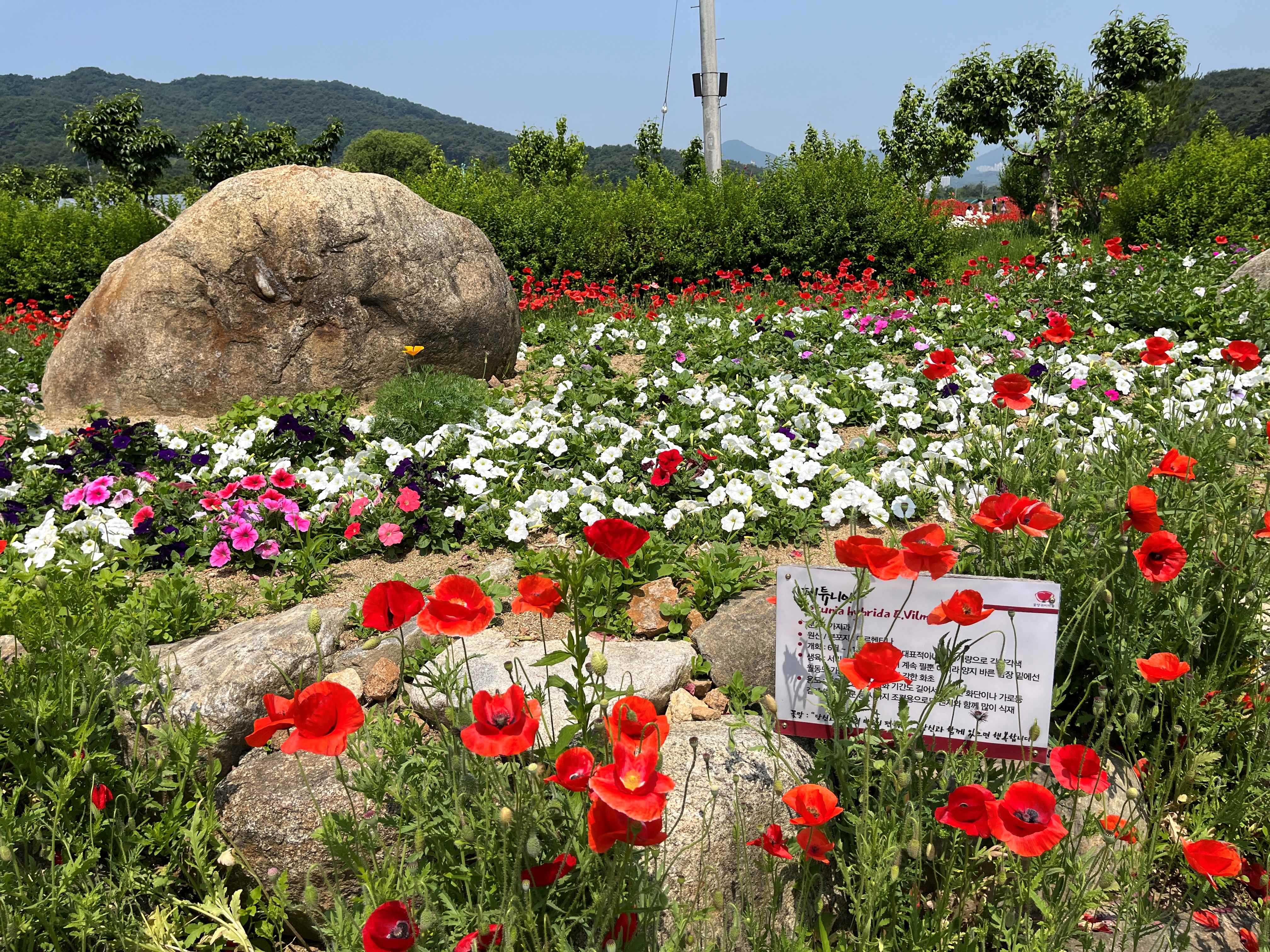 용수골 꽃양귀비 축제