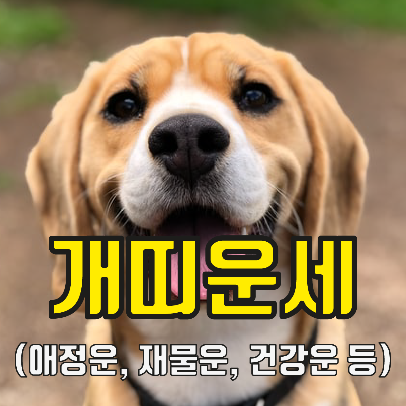 2022년 개띠 운세