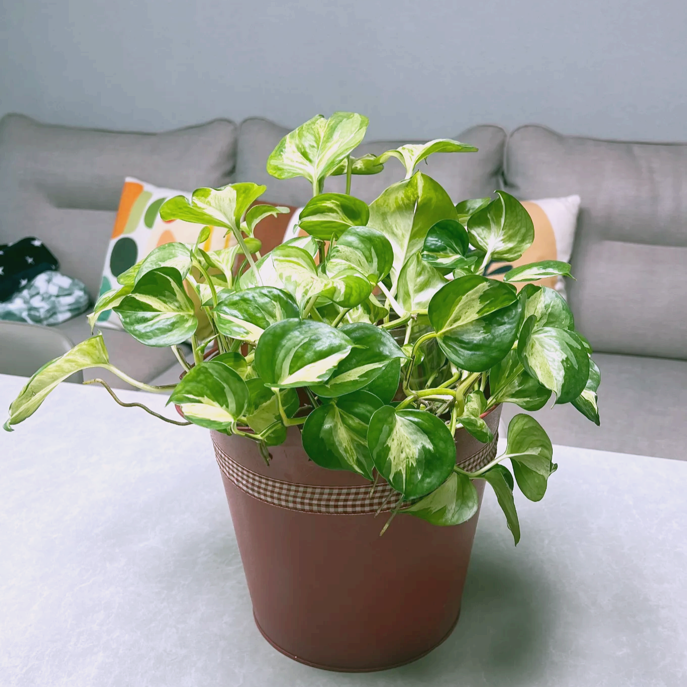 키우기 쉬운 식물 오레우스