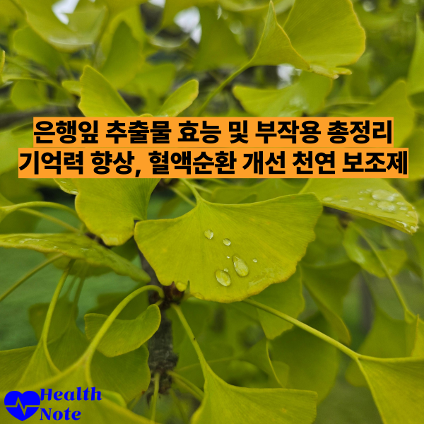 은행잎 추출물 효능 및 부작용 총정리 기억력 향상, 혈액순환 개선 천연 보조제
