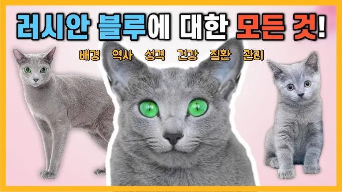 러시안블루 가격 성격 무료분양 털빠짐 수명 키우기 종류_6