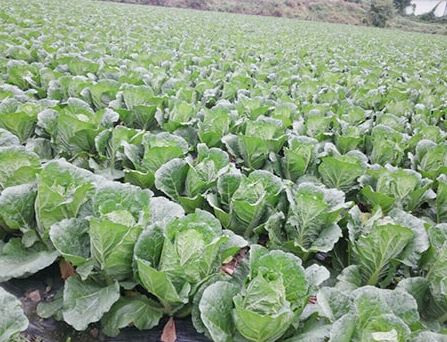 2025 김장체험 예약