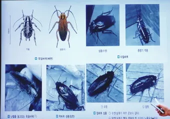 곤충 종류와 특징 생김새 습성 먹이 요약 정리_8