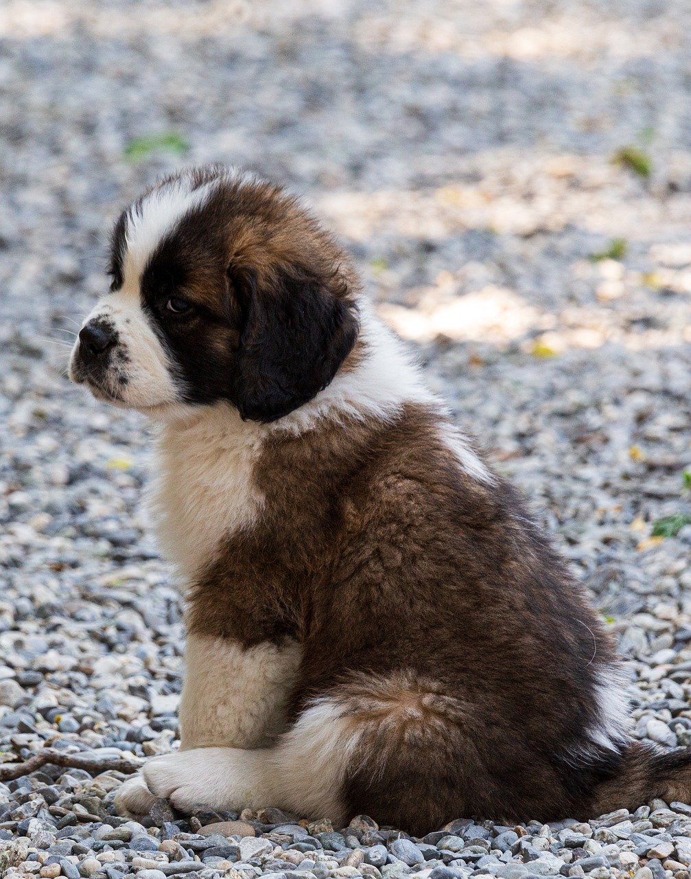 세인트 버나드(Saint Bernard)3