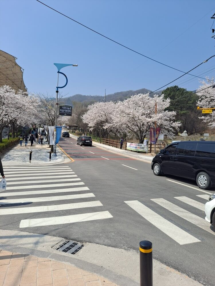 이천설봉공원벚꽃