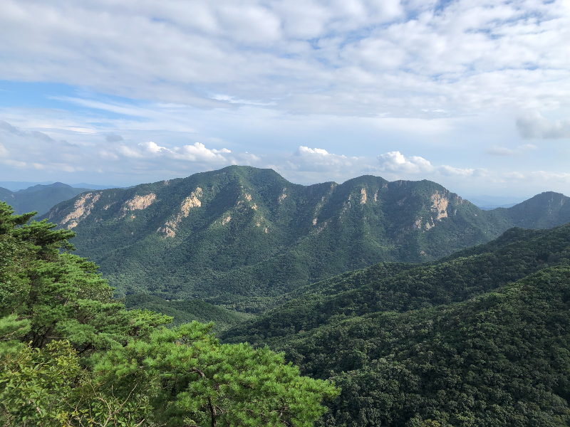 여름 계룡산의 전경