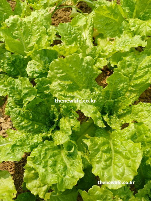 눈의 점막을 튼튼하게 유지하고 안구 건조증을 예방하는 비타민A 풍부한 상추