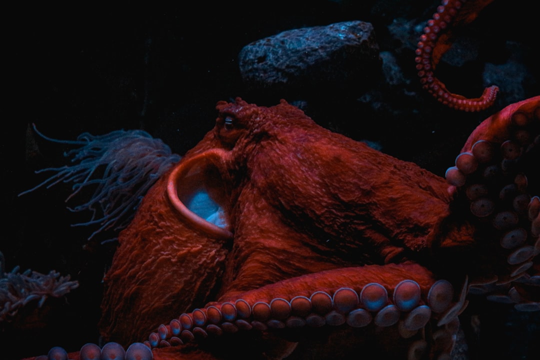 Octopus