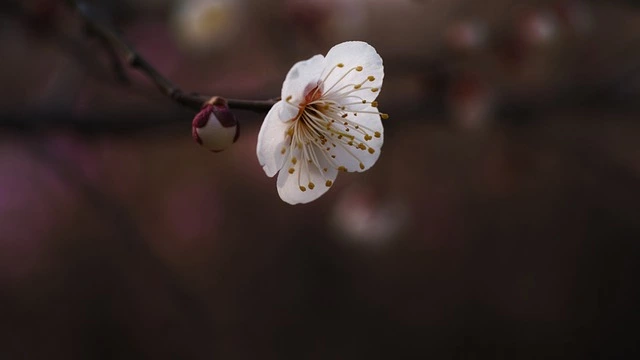 원동 매화축제기간 기차