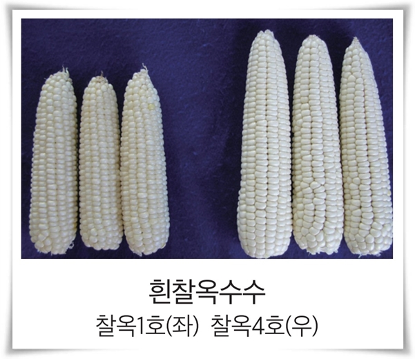 비타민 B, 철분, 식이 섬유가 풍부한 옥수수 재배하기!