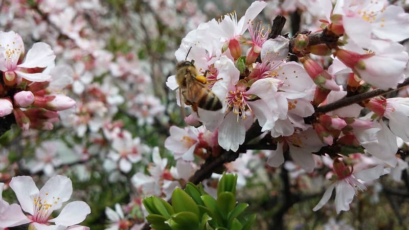 벚꽃 개화시기 행사일정 총정리