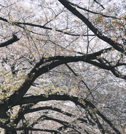 25년 벚꽃 개화시기 전국 일정