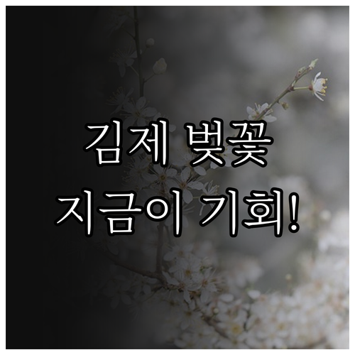 김제 벚꽃 개화 시기 분석 및 쾌적한..