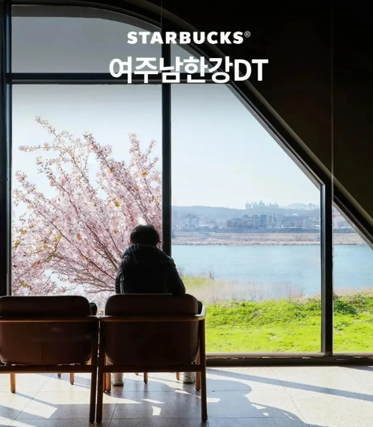스타벅스-벚꽃명당-사진