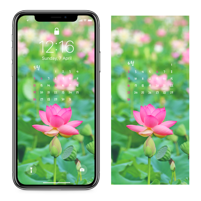 06 연꽃밭 AB - 2024년5월 아이폰달력배경화면
