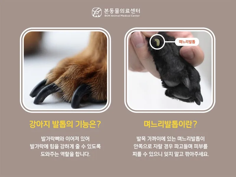 강아지 며느리발톱 그냥 둬도 괜찮을까 관리 제거 수술 총정리 정보모음_1