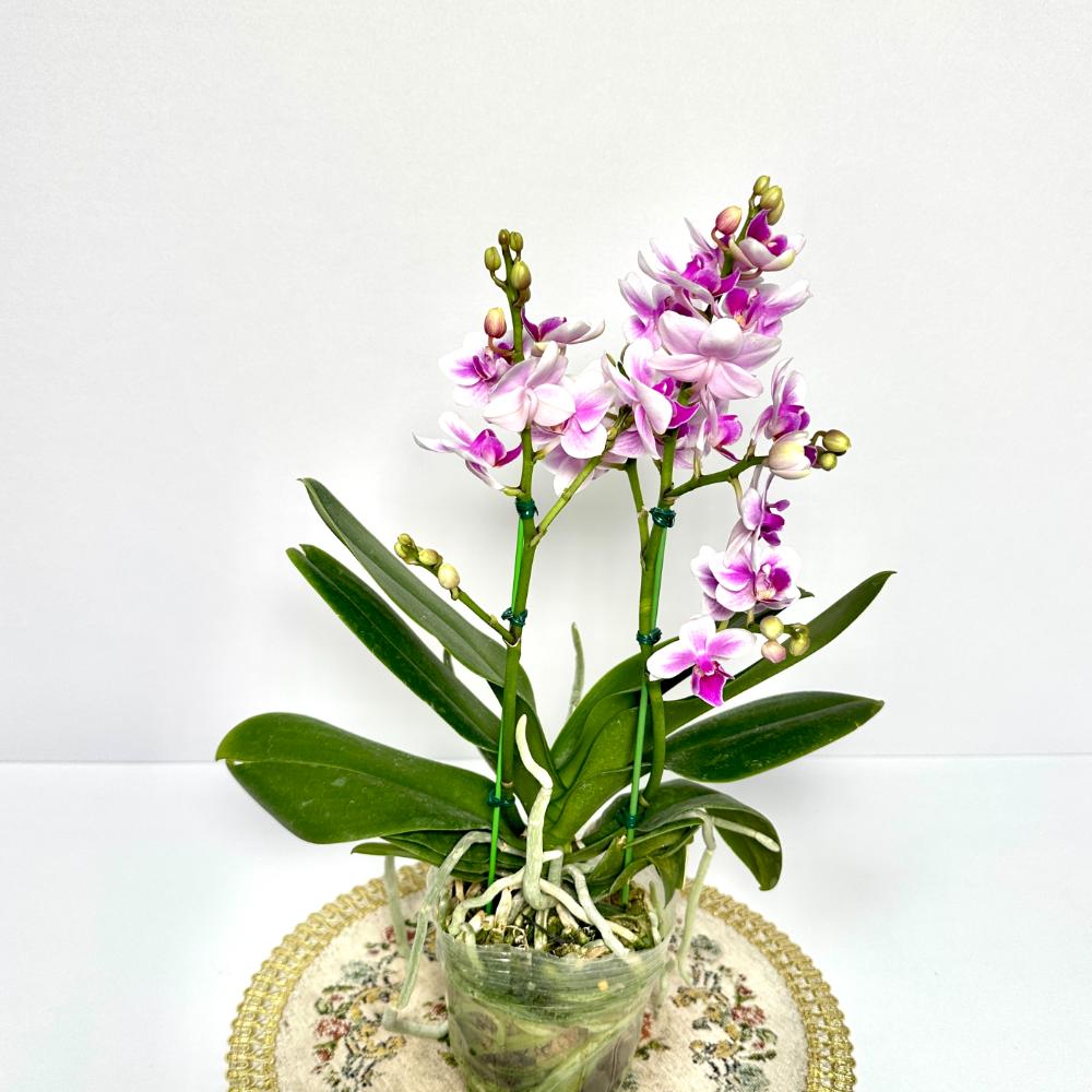 겨울철 난 물주기 서양난 동양난