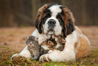 세인트 버나드와 고양이.