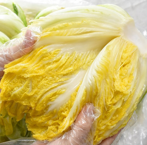 절임배추 사전예약