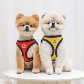 덥지만 산책은 필수! 반려동물 하네스 완전 정복