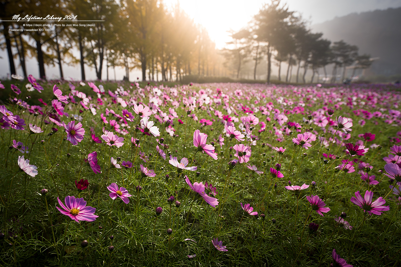 괴산 문광지 코스모스 가을