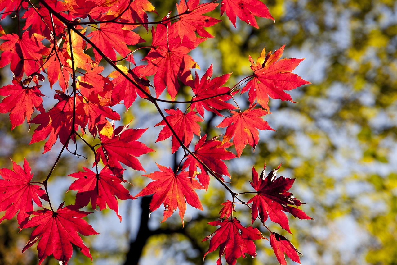 🍁 지금이 절정! 10월 화담숲 단풍시기·포토존·사진명소