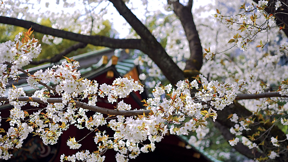 2025 벚꽃 개화시기