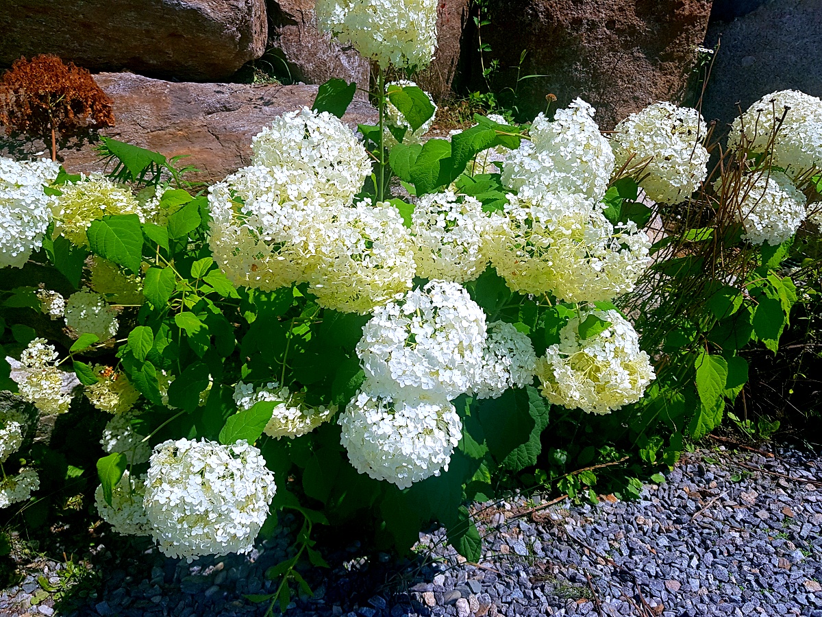 양주 오랑주리 카페: 자연 그대로 실내에 담은 대형 식물원 카페
