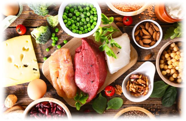 단백질의 주요 역할