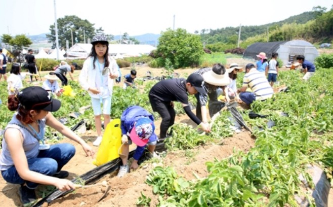 서산-팔봉산-감자-축제