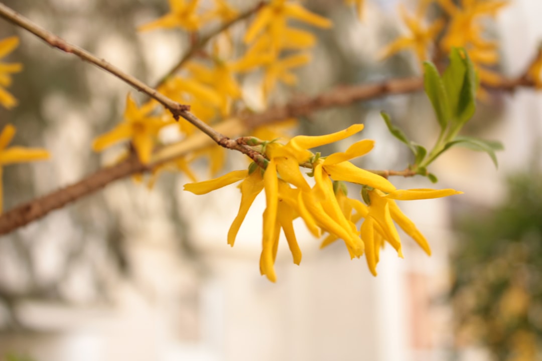 Forsythia