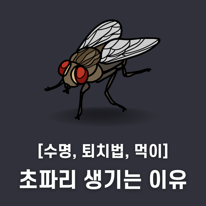 초파리 생기는 이유