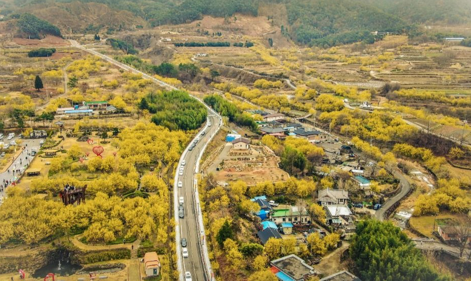 구례 산수유꽃