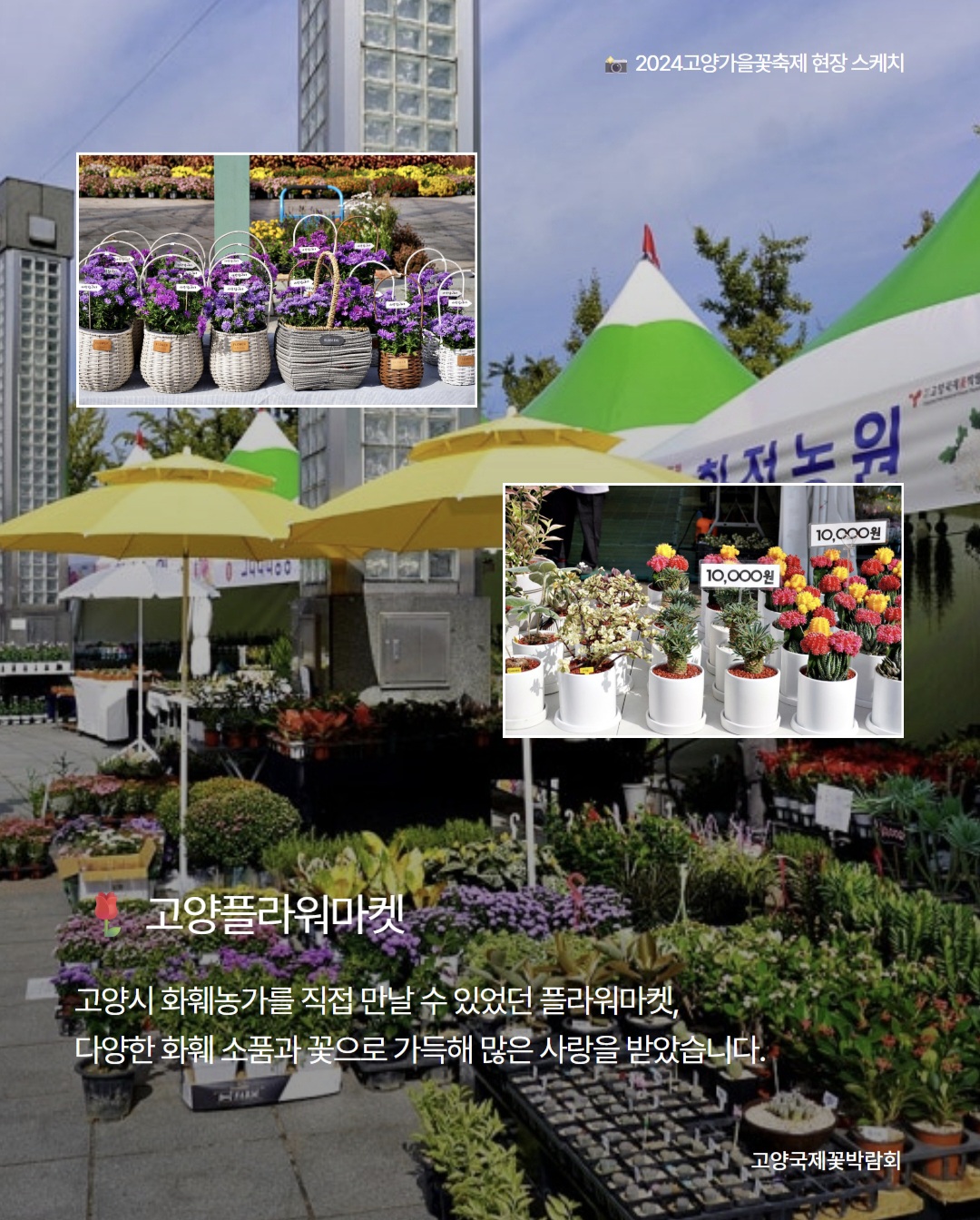 2025 고양가을꽃축제 완전 가이드 (출처: 고양가을꽃축제 공식 인스타그램)