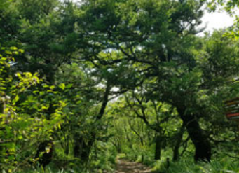곰배령 예약하기 등산코스 야생화 시기