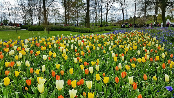 2025 캐나다 오타와 튤립축제