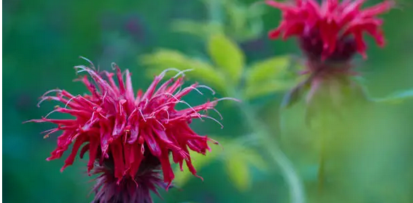 과일이 자라는 것처럼 보이는 착각을 일으키는 신기한 식물