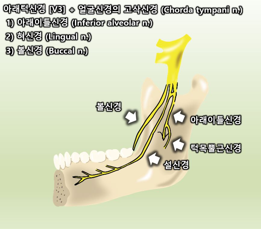 사랑니 발치 과정과 통증, 신경 손상에 대한 모든 것